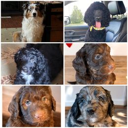 Aussiedoodle puppies from K&S Country Kennels