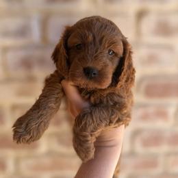 Ember - Red female Cavapoo puppy in Roseville, California from Lipscomb Doodles