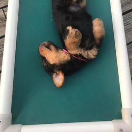 Airedale Terrier Puppies from Spindletop Airedale Terriers