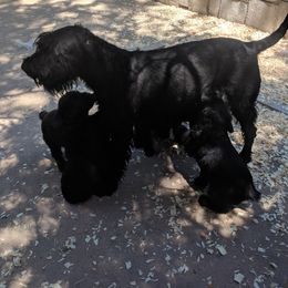 Giant Schnauzer Puppies from Riesenschnauzers von Reh Bach