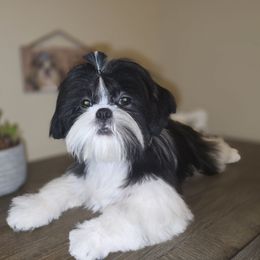 Oliver AKC Exceptional Pedigree - Black and white male Shih Tzu puppy in Kings Mountain, North Carolina from Britany's Shih Tzus