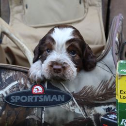 English Springer Spaniel Puppies from White Pine Springer Spaniels