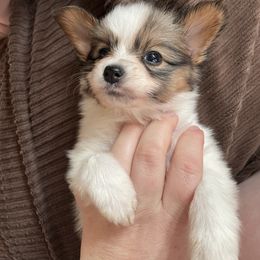 Papillon Puppies from Heart Mountain Kennels