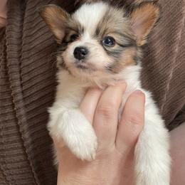 Papillon Puppies from Heart Mountain Kennels
