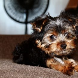 Yorkshire Terrier Puppies from Diamond in a Rough Yorkies