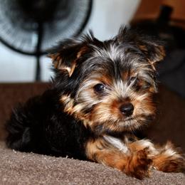 Yorkshire Terrier Puppies from Diamond in a Rough Yorkies