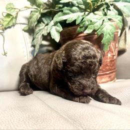 Lotus - Chocolate female Goldendoodle puppy in Lake City, Florida from Dream Hollow Farm