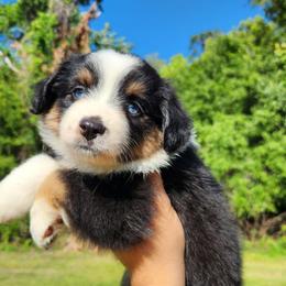 Stephy (blue eyes) - Black tri female Miniature Australian Shepherd puppy in Lakeland, Florida from Sunshine Mini Aussies