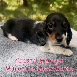 Pretty Little Black And Tan Girl - Black and tan female Dachshund puppy in Brunswick, Georgia from Coastal Georgia Miniature Dachshunds