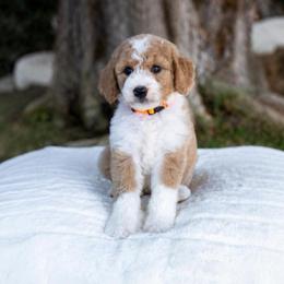 Cash - Brown and white male Sheepadoodle puppy in Los Angeles, California from Exquisite Doodles