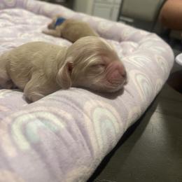 Light blue - Buff male Cocker Spaniel puppy in Corcoran, California from Finest cocker spaniel