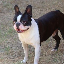 Oliver - Boston Terrier