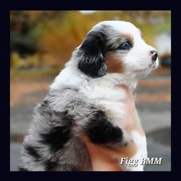 Labrador Retriever and Miniature American Shepherd Puppies from ROCK CREEK LABRADORS Pasco, WA