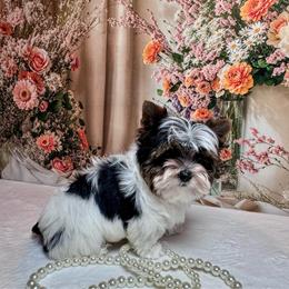 Brodie   Very Tiny AKC - Black tan and white male Biewer Terrier puppy in Nicholls, Georgia from Southeast Biewers