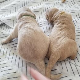 Bernedoodle and Goldendoodle Puppies from Cookies and Cream Doodles