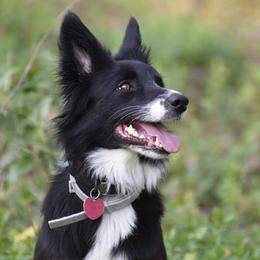 Jobi - Border Collie