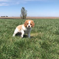 French Brittany and Labrador Retriever Puppies from Mackinaw Valley Gun Dogs