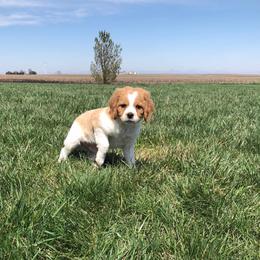 French Brittany and Labrador Retriever Puppies from Mackinaw Valley Gun Dogs