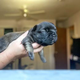 French Bulldog Puppies from Just Us Frenchies