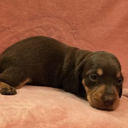 Chocolate and tan smooth girl - Chocolate and tan female Dachshund puppy in Lyle, Washington from Wines Wienery