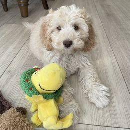 Oregano - Caramel ice male Australian Labradoodle puppy in Saratoga Springs, Utah from Saratoga Springs Doodles