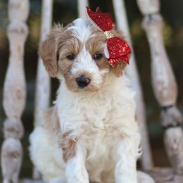 Goldendoodle Puppies from Sac River GoldenDoodles LLC