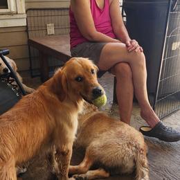 Golden Retriever puppies from Heart and Soul Dog Breeding, Inc.