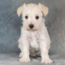 Teddy - White male Miniature Schnauzer puppy in Ely, Nevada from Great Basin Miniature Schnauzers