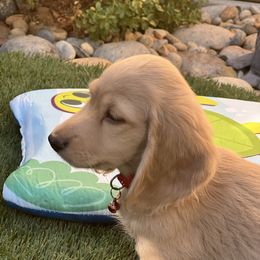 Dachshund Puppies from Delta Dachshunds