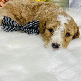 Quartz. AKC. Clear - Red  male Poodle puppy in Nixa, Missouri from Family Poodles