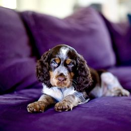 English Springer Spaniel Puppies from Mossy Creek Springers