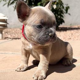 Nugget - Blue fawn male French Bulldog puppy in Peoria, Arizona from A Quality French Bulldogs AZ