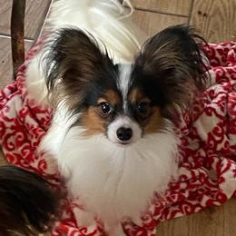 Papillon Puppies from Playful Papillon's