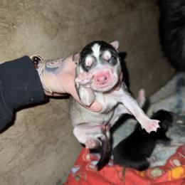 Girl 1 - Sable and white female Siberian Husky puppy in Iron River, Wisconsin from Wiemeri Siberians