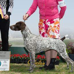 German Shorthaired Pointer All Grown Up from Windward German Shorthaired Pointers