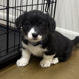 Dove - Black and white female American Corgi puppy in Temple, Texas from Silver Moon Cardigan and American Corgis