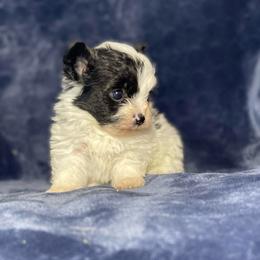 Frost - Parti male Assorted Doodle Crosses puppy in Stuart, Virginia from Lil Aussie Posse