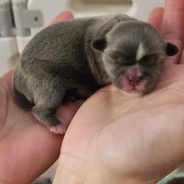 Boy 2 - Liver male Shih Tzu puppy in Wyoming, Michigan from Shih Tzu Shenanigans
