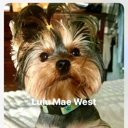Lulu - Yorkshire Terrier