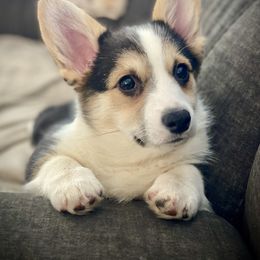 Kimber - Pembroke Welsh Corgi