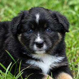 Ventress - Black tri female Miniature Australian Shepherd puppy in Ocala, Florida from Silver River Mini Aussies