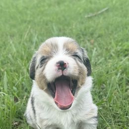 Miniature Australian Shepherd Puppies from Diamond R Aussies