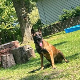 Aris - Belgian Malinois