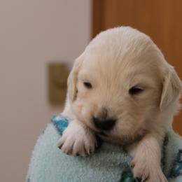 Girl 3 - Light golden female Golden Retriever puppy in Chehalis, Washington from Tradition Golden Retrievers