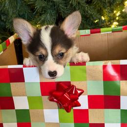 Kloe - Black and tan female Pembroke Welsh Corgi puppy in Helmville, Montana from Calie’s Corgis