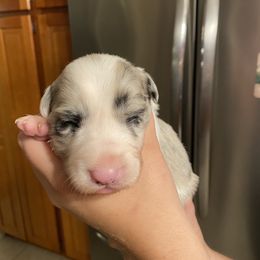 Indi - Blue merle Border Collie puppy in Huntersville, North Carolina from MJ Border Collies
