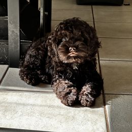 Cockapoo and Poodle Puppies from Rawls Lovely Little Tots