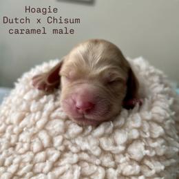 Hoagie - Apricot male Australian Labradoodle puppy in Chuluota, Florida from Delano Australian Labradoodles