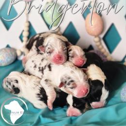 Daphne - Blue merle female Australian Shepherd puppy in Croswell, Michigan from Platinum Edition Australian Shepherds