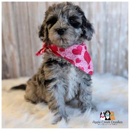 Dazzle - Available - OFA-Genetics-2 Yr Warranty. - Merle female Goldendoodle puppy in Jeddo, Michigan from Apple Creek Doodles
